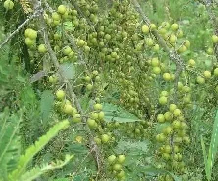 海南，热带天堂的绿色崛起之路